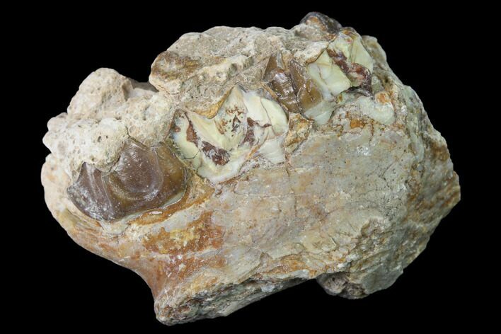 Fossil Horse (Mesohippus) Jaw Section - South Dakota #140888